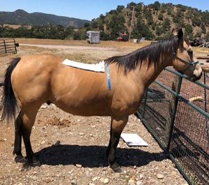 Horse with EQUImeasure