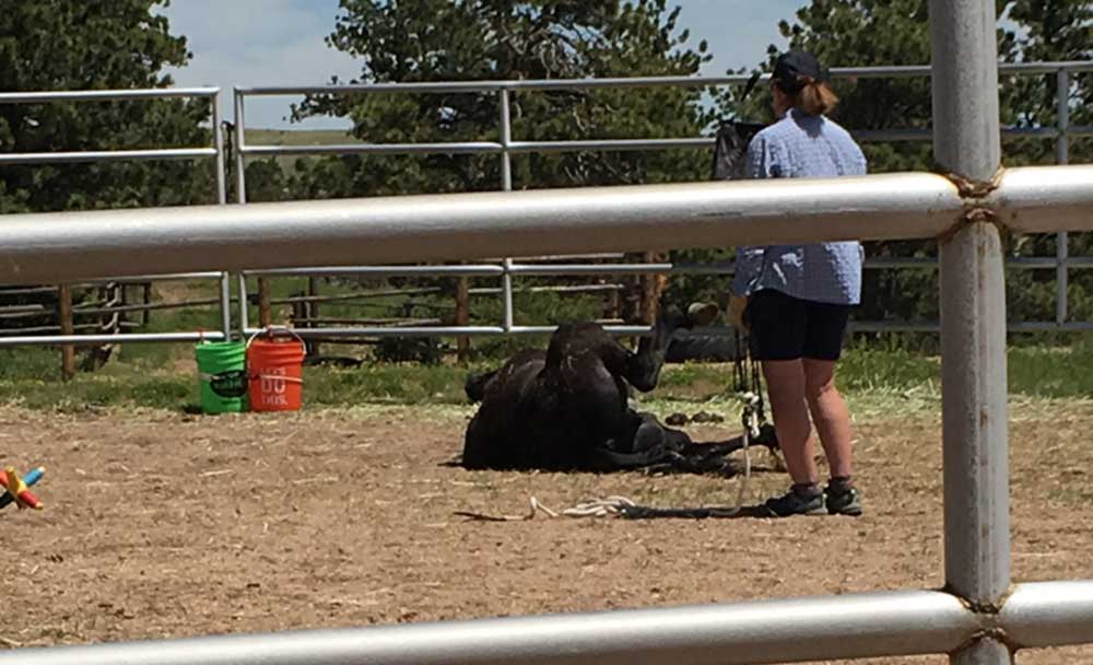 Smokey takes a break from his training!