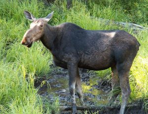 Cow Moose