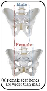 Difference between man and women's pelvis.