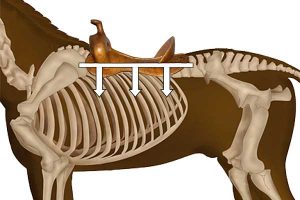 Saddle with a tree showing rider's weight is spread out evenly along the length of the saddle.