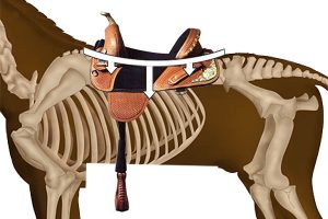 Treeless saddle showing rider's weight is concentrated in the middle third of the saddle.