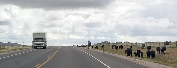 Horseback rider on cattle drive