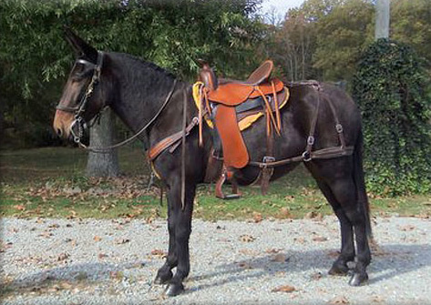 Custom Mule Saddles with Britchin