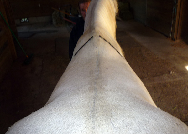 horse with a combination back