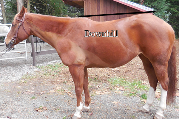 Saddle Fit - Downhill horse