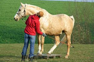 Horse trainer working a horse.