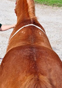 horse with a wide back