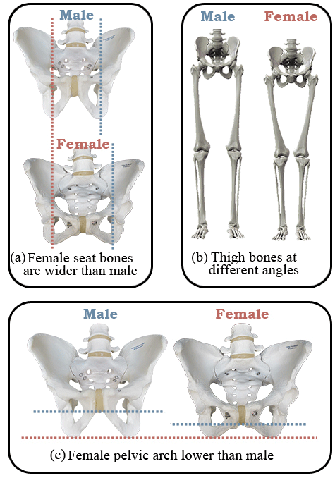 Saddles for Women ~ Custom Fit To Rider and Horse ~ Synergist Saddles